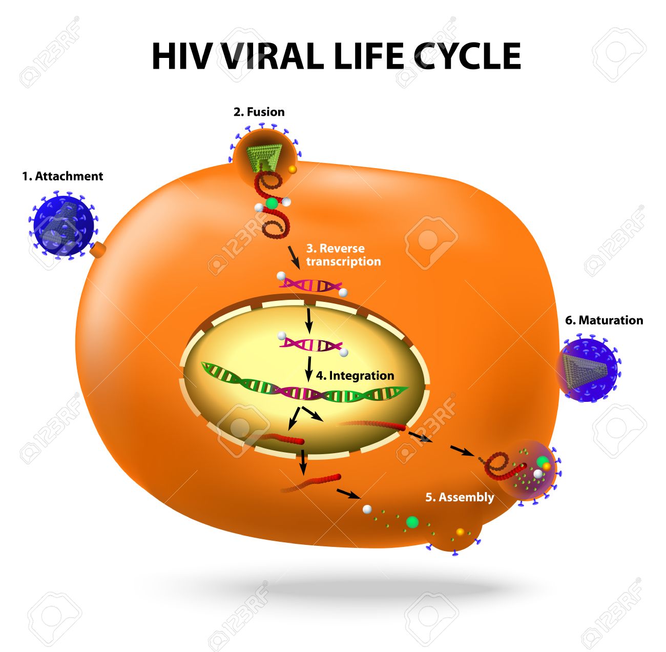 HIV replication cycle