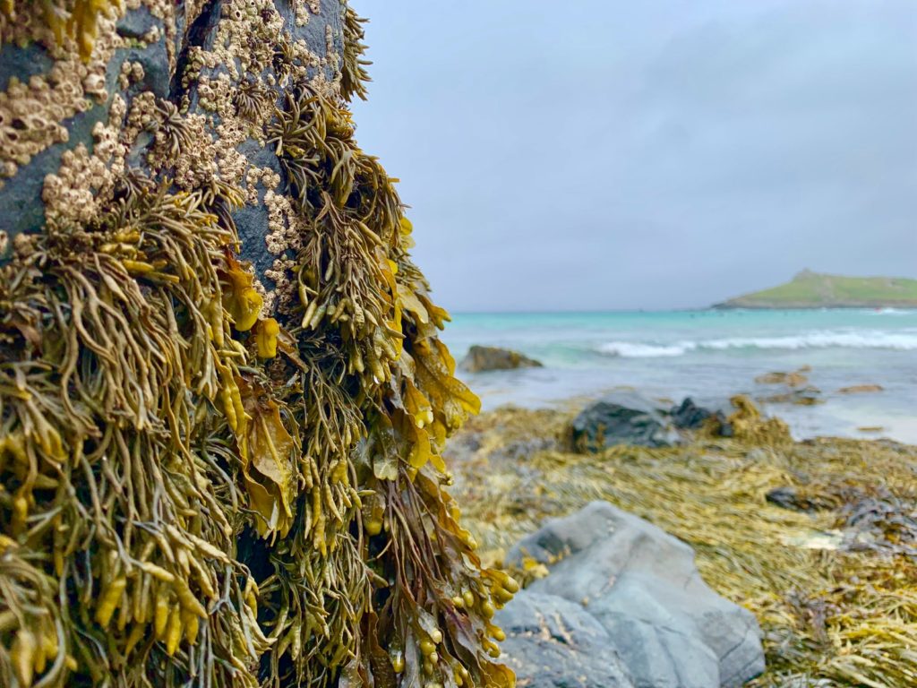 Seaweed green plant near ocean